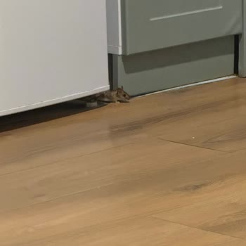 Mayko Bungalov Hijyen, Elektrik Ve Fare Sorunlarıyla Kabus Tatil