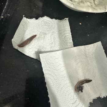 Carrefour SA Sebze Ve Meyve Poşetinde Ölü Hayvan Keşfi Hijyen İhlali Ve Sağlık Tehlikesi