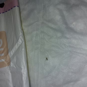 Hijyenik Olmayan Bebek Örtüsünde Sinek Görüldü