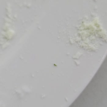 Bebelac Gold Konfor 1'de İçinden Çıkan Yeşil Parçalar Ve Bebek Gazı