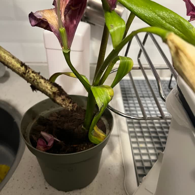 Kökü Olmayan Çiçek Siparişinde Yanıltıcı Gönderim Ve Cevapsız Satıcı