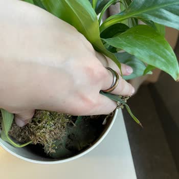 Yanıltıcı Ürün Açıklaması Ve Topraksız Canlı Çiçek Gönderimi