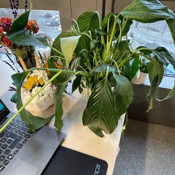 Yanıltıcı Ürün Açıklaması Ve Topraksız Canlı Çiçek Gönderimi