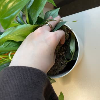 Yanıltıcı Ürün Açıklaması Ve Topraksız Canlı Çiçek Gönderimi