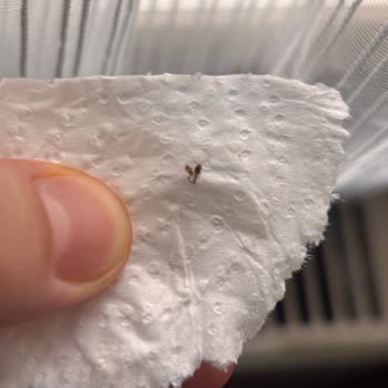 BİM Lezzethane Pizza’da Böcek Sorunu Ve Hijyen İhmaline Yanıt Bekleniyor
