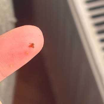 BİM Lezzethane Pizza’da Böcek Sorunu Ve Hijyen İhmaline Yanıt Bekleniyor
