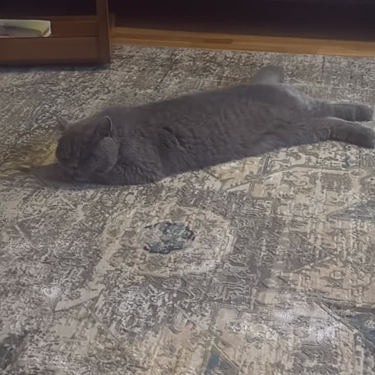 Petbulls Veteriner Kliniği Yeterli Bilgi Verilmedi Kedim Operasyon Sırasında Hayatını Kaybetti!