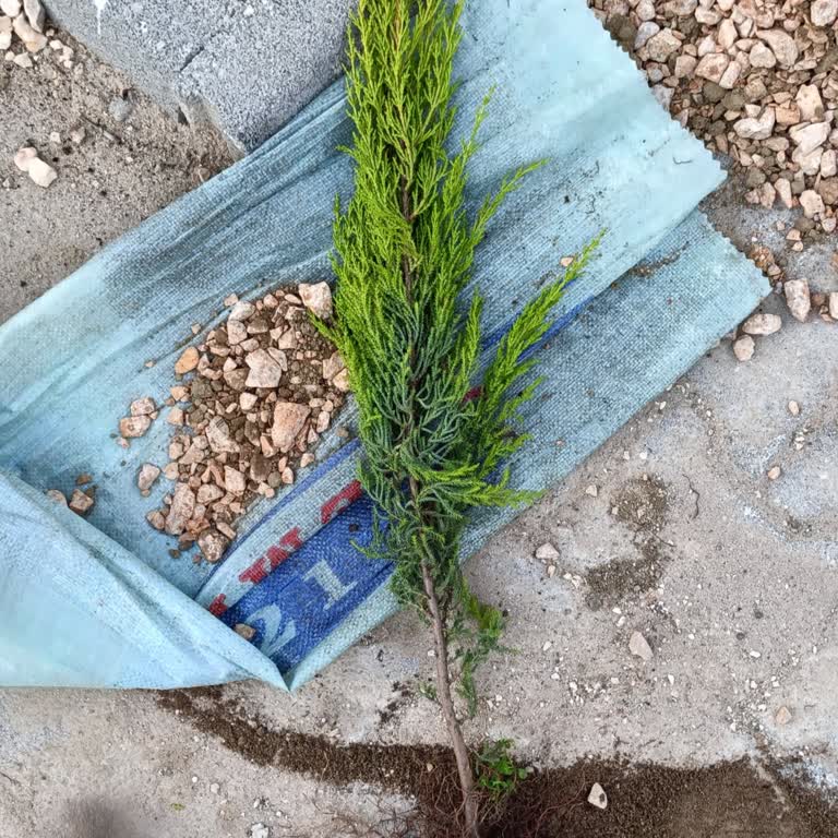 Gül Botanik | İzmir Aldığım Limoni Servinin Boyut Ve Kalite Sorunu, İade İhmali Ve Yanıtsızlık!