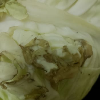 Eksik Jilet Ve Çürük Lahana, Cevapsız İletişim