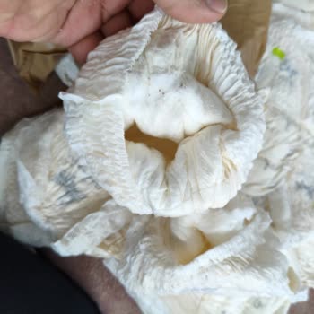 Sleepy Ecologic Külot Bez Ürününde Üretim Hatası Ve Kullanılamaz Durum