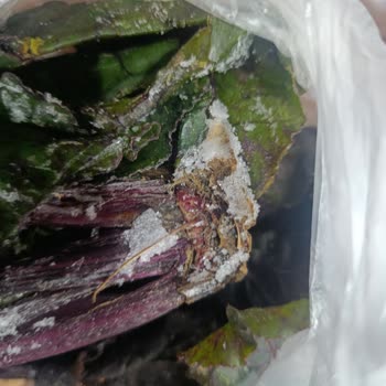 Buzdolabında Tüm Gıdalar Donuyor Ve Kart Arızası