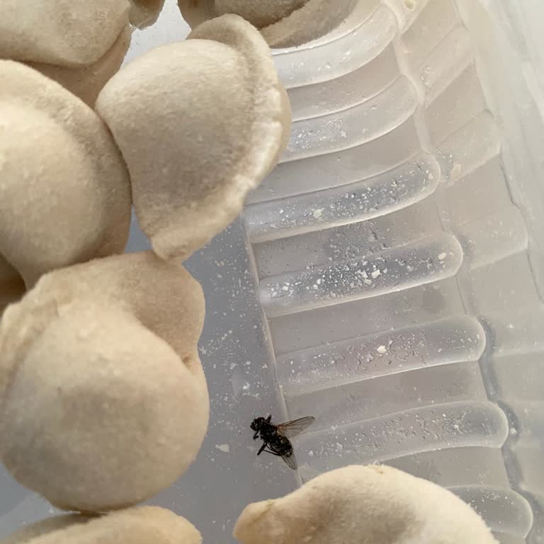 Satın Alınan Pelmeni Mantısında Ölü Sinek Bulunması