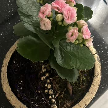 Üçüncü Teslimatta Bozuk Ve Eksik Teraryum, Tam İade Talebi