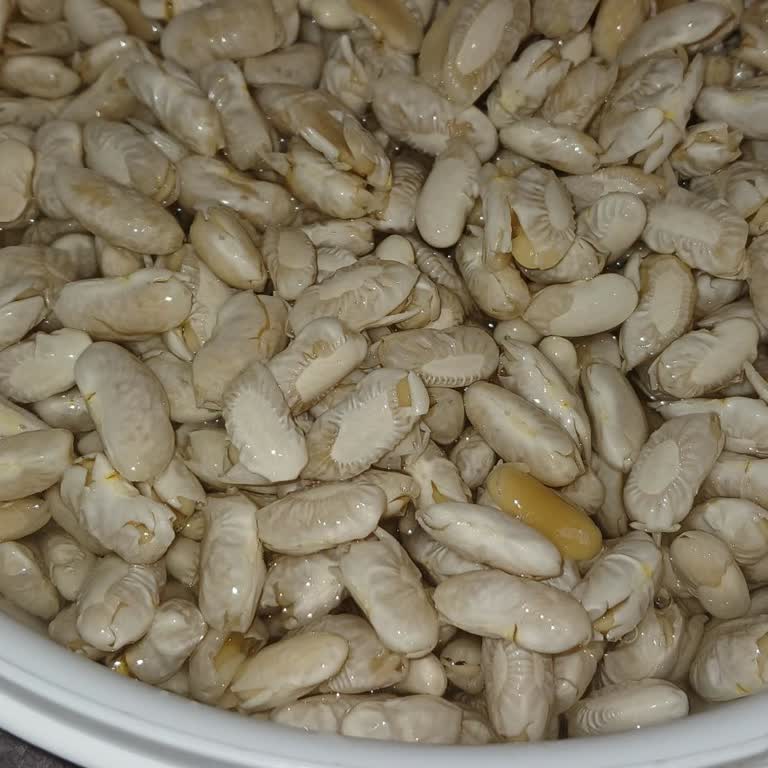 Mutaş Kuru Fasulyesinde Bozuk Kalite Ve Sağlık Riski