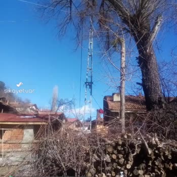 TEDAŞ Elektrik Kablosuna Zarar Veren Ağaç