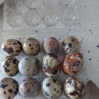 Eryaman Şubesinde Bozuk Bıldırcın Yumurtası Ve Yetersiz Açıklama