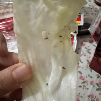 Ömer Aybak Adıyaman Çiğköftecisi Böcekli Sipariş Ve İade Reddi