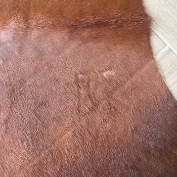 İKEA'dan Satın Alınan İnek Postu Üzerindeki Damga Nedeniyle Değişim Talebi