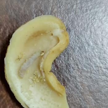 Kuruyemiş Paketi İçinde Kurt Tespiti Ve Hijyen Şikayeti