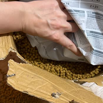 Kolaymama Koli İçindeki Kedi Maması Paketi Çoklu Yırtık Ve Dökülme