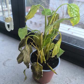 Çiçek Sepeti'nden Çürük Bitki Teslimatı Ve Haksız İade Reddi