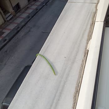 Komşunun Yüksek Sesli TV Ve Camlardan Düşen Kirli Suya Şikayet