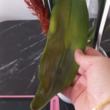 Çiçek Sepeti Çürük Çiçek, Cevapsız Ve Değişim Reddi