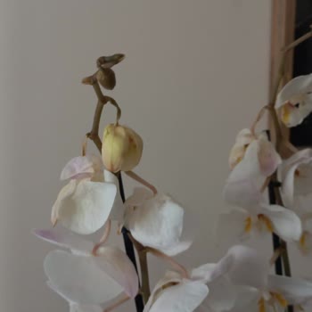 Çiçek Sepeti Çürük Çiçek, Cevapsız Ve Değişim Reddi