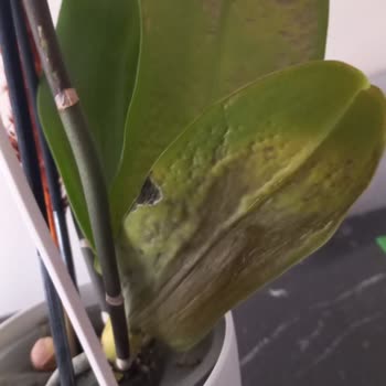 Çiçek Sepeti Çürük Çiçek, Cevapsız Ve Değişim Reddi