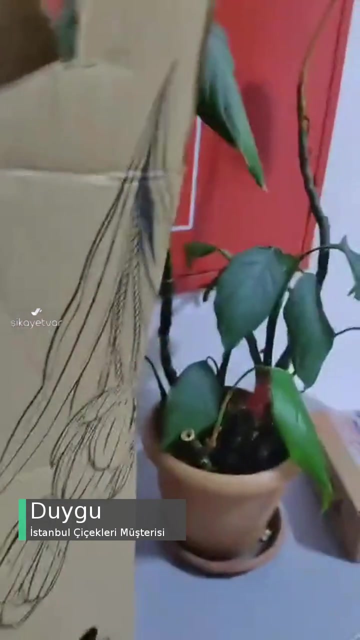 İstanbul Çiçekleri Kargo Ve Paketleme Sıkıntısı videonun kapak resmi