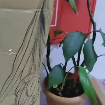 İstanbul Çiçekleri Kargo Ve Paketleme Sıkıntısı