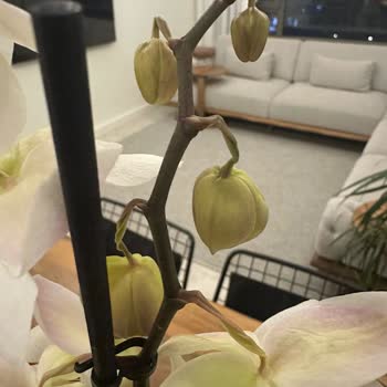 Solmuş Orkide Ve Kredi Kartına İade Reddi