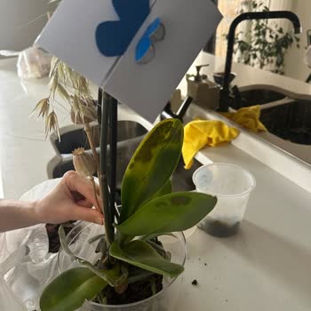 Solmuş Orkide Ve Kredi Kartına İade Reddi