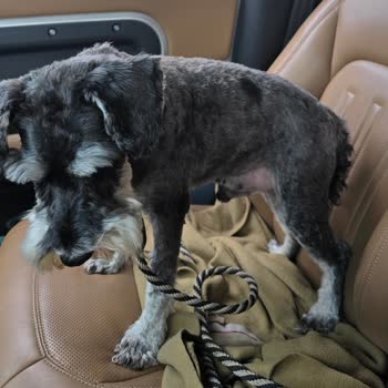 İzin Verilmeyen Makine Tıraşı Köpeğimin Kulak Yaralanmasına Sebep Oldu