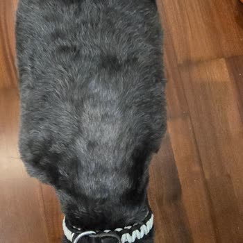 İzin Verilmeyen Makine Tıraşı Köpeğimin Kulak Yaralanmasına Sebep Oldu