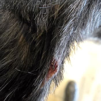 İzin Verilmeyen Makine Tıraşı Köpeğimin Kulak Yaralanmasına Sebep Oldu