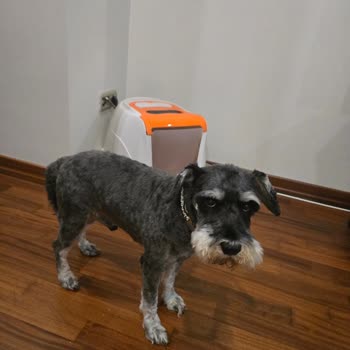 İzin Verilmeyen Makine Tıraşı Köpeğimin Kulak Yaralanmasına Sebep Oldu