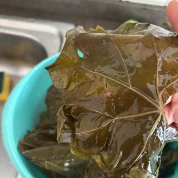 Alatat Salamura Yaprağının Bozulması Ve Sağlık Endişesi