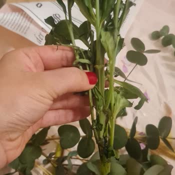 Bambu Çiçek Belirtilen Çiçek Sayısından Daha Az Çiçek Gönderildi