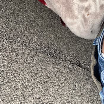 Bellona L Koltuğumda Açılan Dikiş Ve Zımba İle Onarılan Astar Üzerine Tam Değişim İsteği