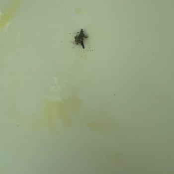 Lipton Çay Paketi İçinde Böcek: Gıda Güvenliği İhlali