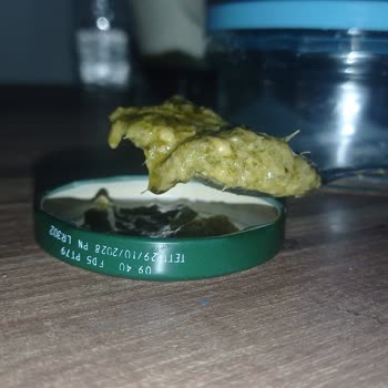 Pastavilla Pesto Sosunda Sentetik İplik Ve Kedi Tüyü Sağlık Riski