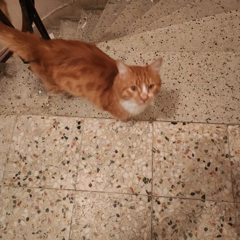 Kedinin Akıbeti Belirsiz Belediye Veteriner Ekibi Bırakmadı Ve Yanıltıcı Beyanda Bulundu