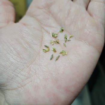 Kekik Ürününde Sert Parçalar Ağız Ve Boğaza Tehlike