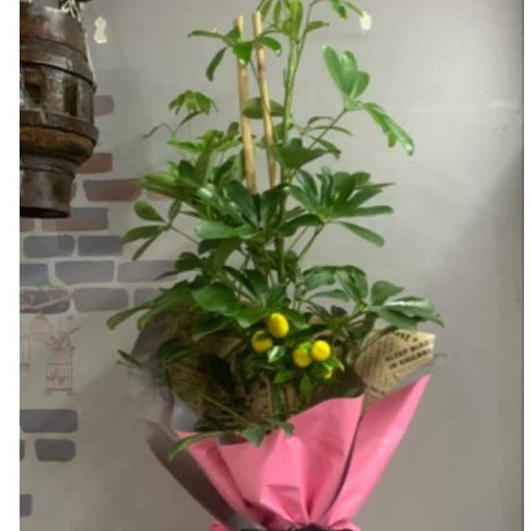 Lemon Crown Şeflera Çiçeği Boyut Yanıltması Ve İade Talebi