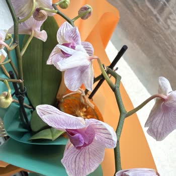 915 TL Ücretli Ölmüş Çiçek Gönderimi İade Talebi