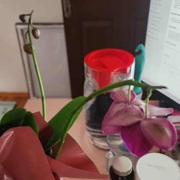 Çiçek Sepeti Orkide Siparişinde Solmuş Çiçek Ve Gecikmiş Teslimat