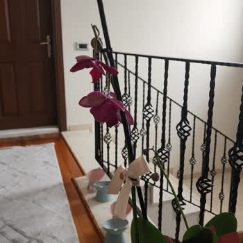 Çiçek Sepeti Orkide Siparişinde Solmuş Çiçek Ve Gecikmiş Teslimat