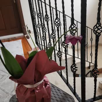 Çiçek Sepeti Orkide Siparişinde Solmuş Çiçek Ve Gecikmiş Teslimat