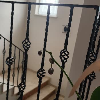 Çiçek Sepeti Orkide Siparişinde Solmuş Çiçek Ve Gecikmiş Teslimat